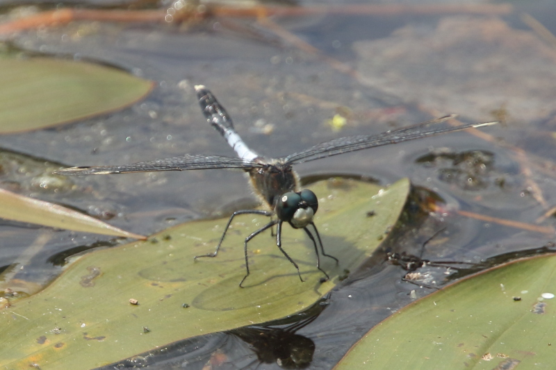 J18_0720 Leucorrhinia caudalis male.JPG